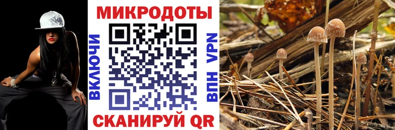 Псилоцибиновые грибы Psilocybine cubensis  Меленки 